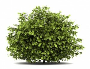 Struik